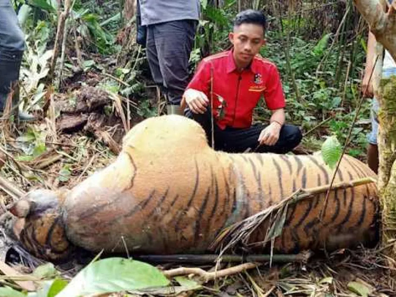 Dijerat Pemburu, Seekor Harimau Sumatra Ditemukan Mati Membusuk