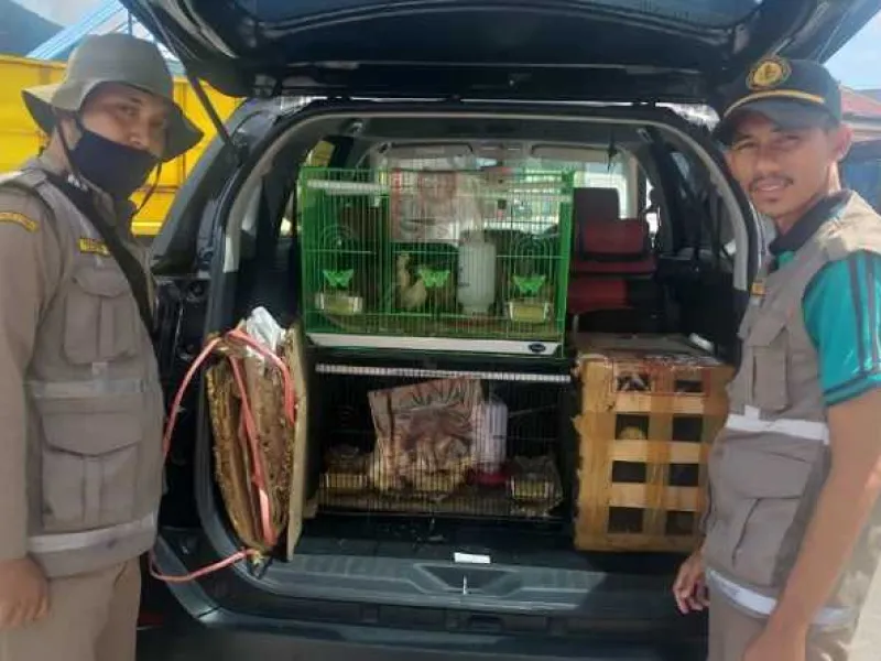 Dikhawatirkan Bawa Virus, Puluhan Lovebird Diamankan Petugas