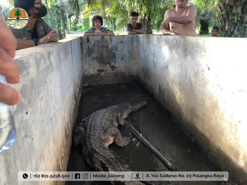 Dipelihara Selama 6 Tahun, Buaya Sepit Diserahkan ke BKSDA Kalteng