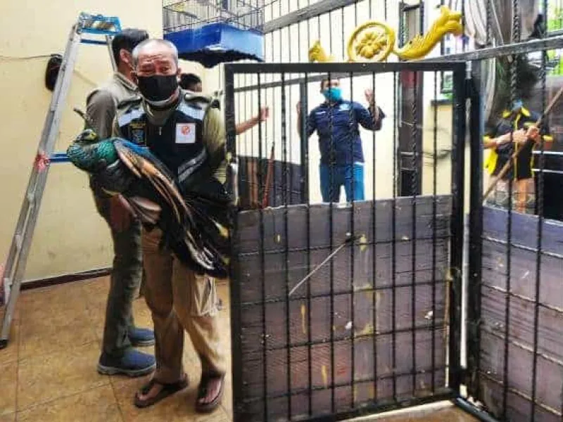 Dipelihara Selama 8 Tahun, Merak Hijau Milik Warga Diserahkan ke BBKSDA Jatim
