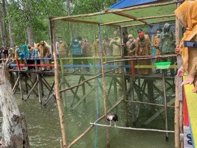 Direhabilitasi 4 Bulan, Akhirnya Elang Laut Dada Putih Dilepasliarkan