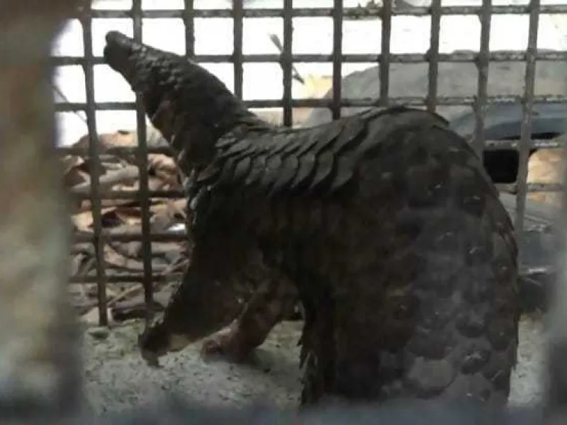 Disangka Peliharaan Lepas, Trenggiling Didapati di Perumahan Warga