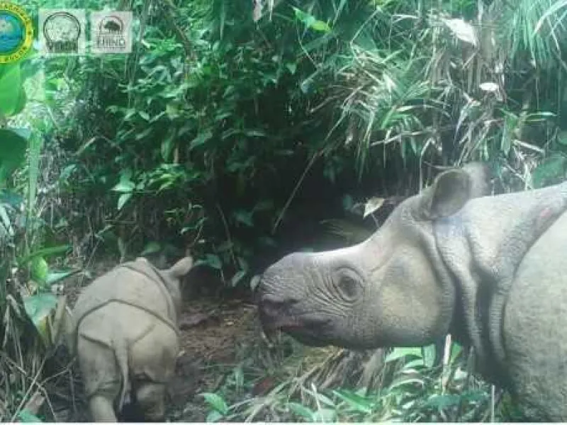 Dua Badak Jawa Lahir di Taman Nasional Ujung Kulon