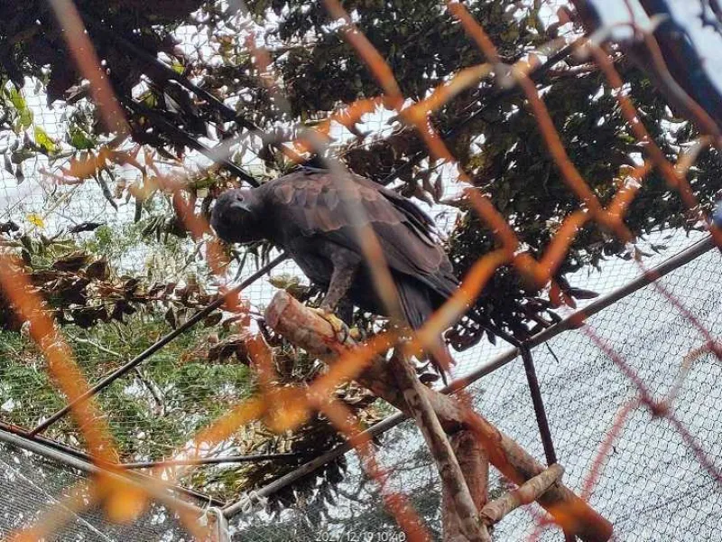 Elang Brontok Akhirnya Kembali ke Rumahnya