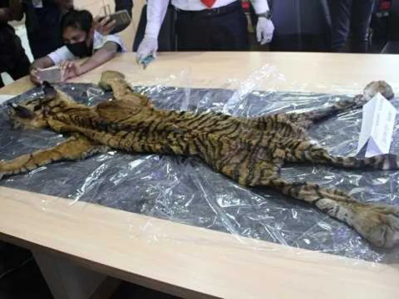 Empat Pedagang Kulit Harimau asal Aceh Divonis 3 Tahun Penjara