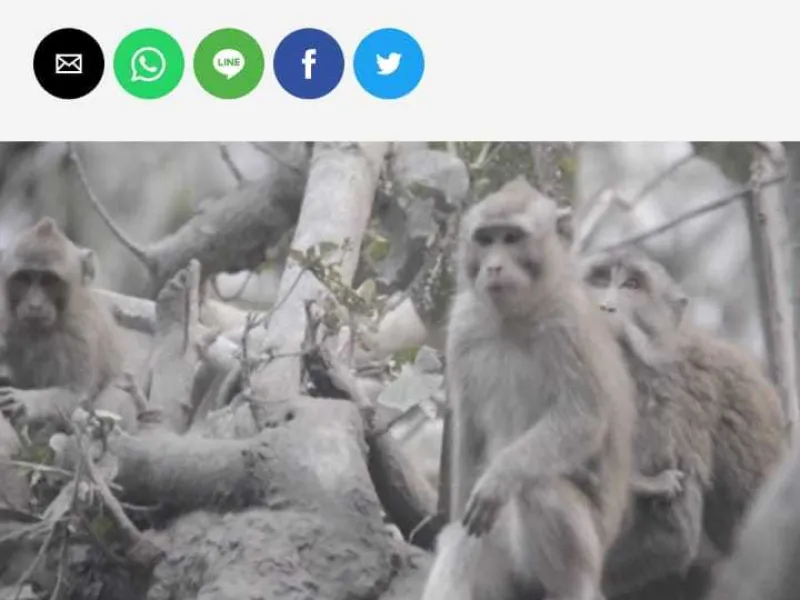 Erupsi Gunung Semeru Ancam Keberadaan Satwa Liar Dilindungi