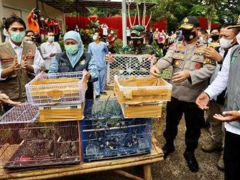 Fakta Tragis di Balik Tren Pelepasan Burung untuk Acara Peresmian
