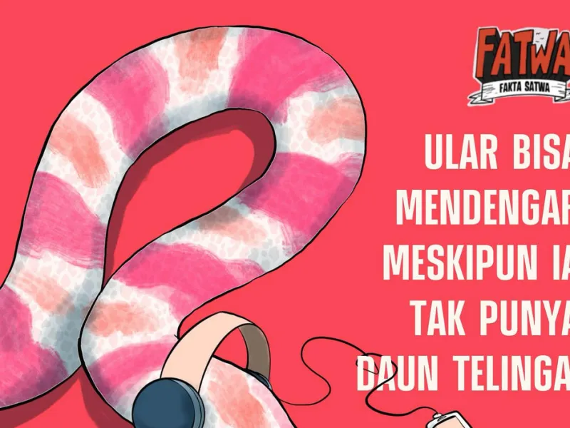 FATWA: Ular Mendengar tanpa Daun Telinga