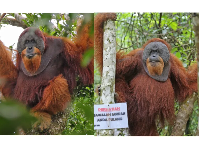 FOTO: Perbedaan Orangutan Tapanuli dan Orangutan Sumatera