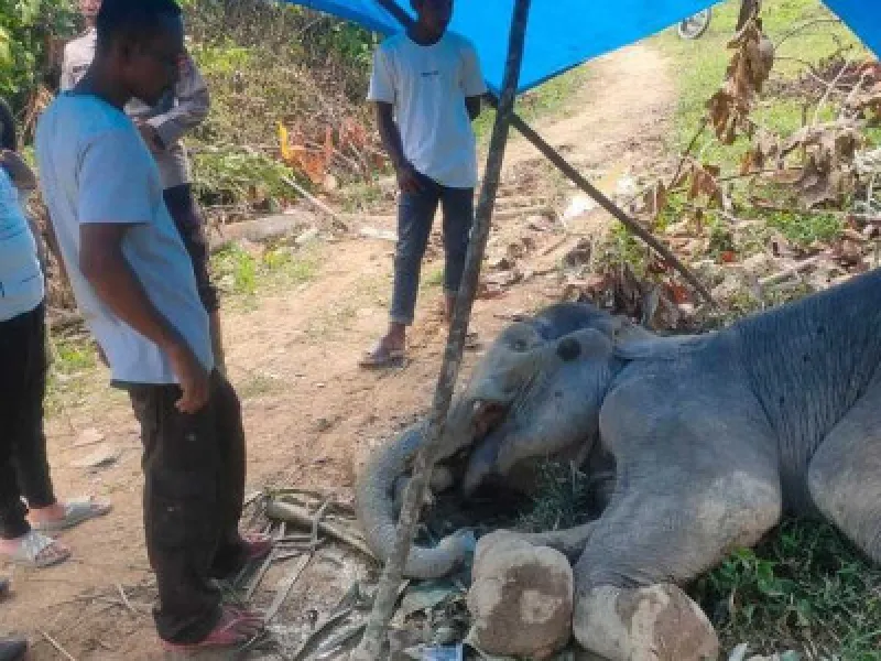 Gajah Betina Berusia 8 Tahun Ditemukan Mati di Aceh Timur