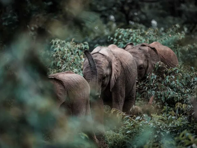 Gajah dalam Lingkaran Pemburu