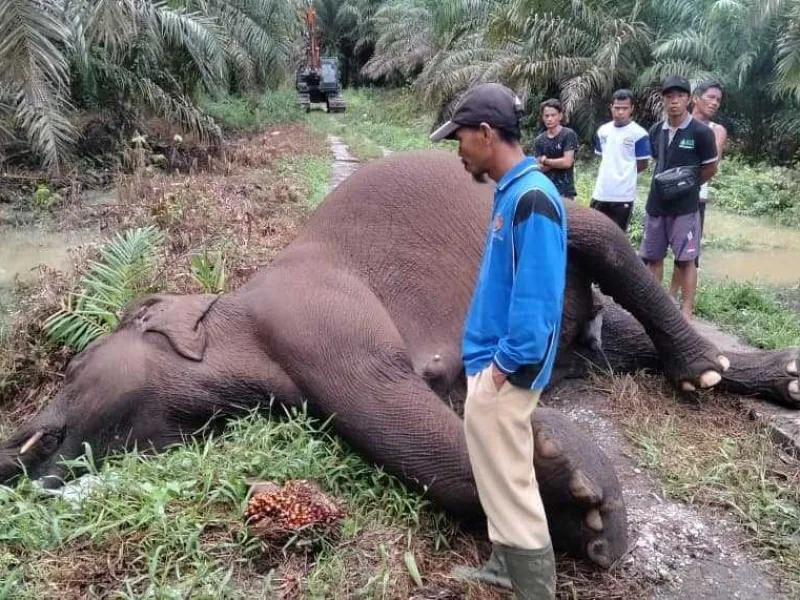 Featured image for Gajah Sumatera Ditemukan Tewas di Area Perkebunan Sawit