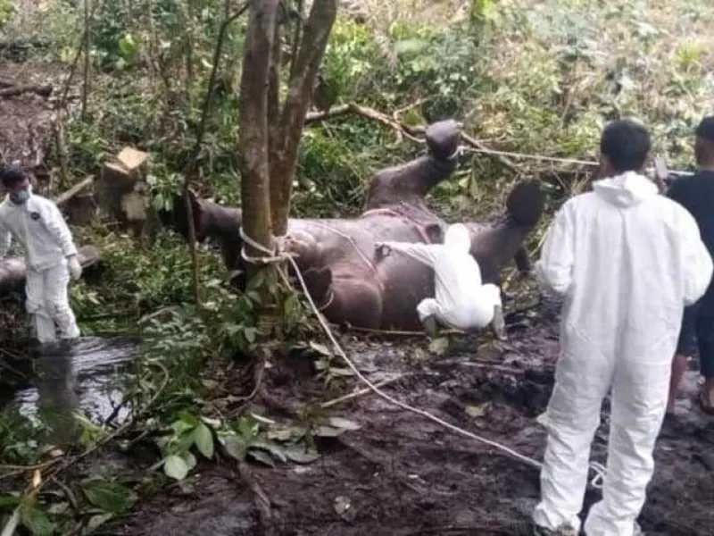 Gajah Sumatera yang Mati Membusuk di Aceh Ternyata Sedang Hamil