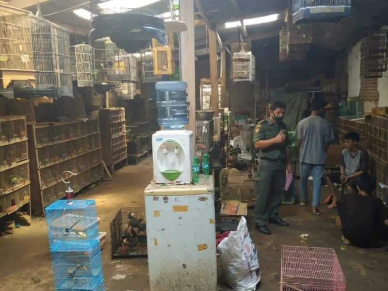 Gakkum KLHK Menahan Penjual Burung Dilindungi di Lampung Timur