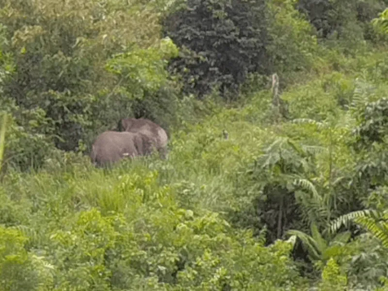 Ganggu Gajah Sumatera Liar Sedang Makan, Warga Riau Terluka