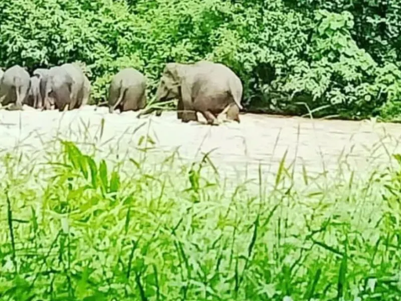 Gerombolan Gajah Liar Masuk Lahan Pertanian di Aceh Timur