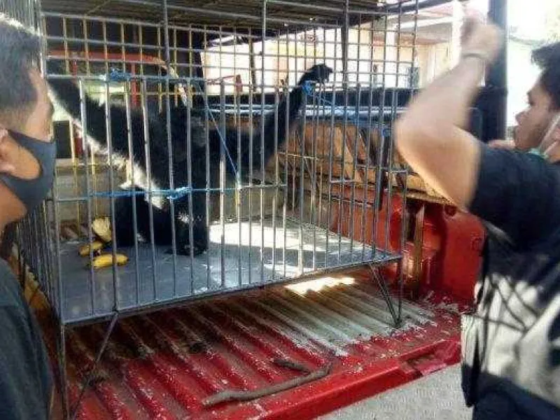 Gigit Warga, Owa Siamang yang Dipelihara Warga Diamankan BKSDA