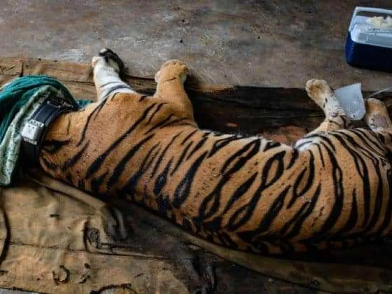 Habitat Terancam Picu Konflik Satwa dengan Warga di Jambi