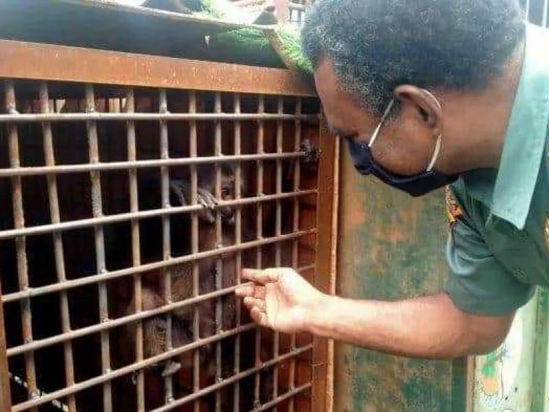 Hampir Terendam Banjir, Seekor Owa Kalimantan Dievakuasi BKSDA Kaltim