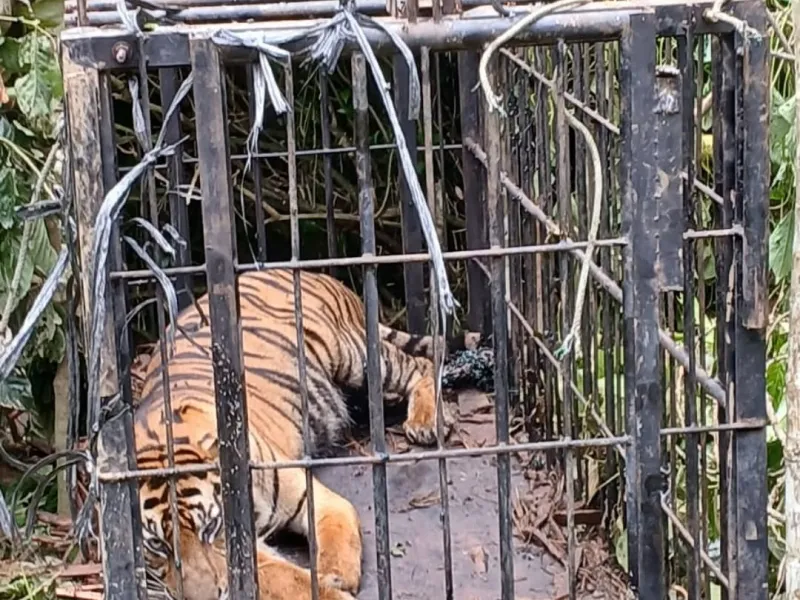 Harimau dalam Kondisi Cacat Masuk Kandang Jebak di Kabupaten Agam