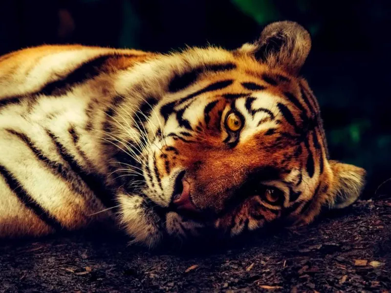Harimau di Pusaran Jerat Pemburu