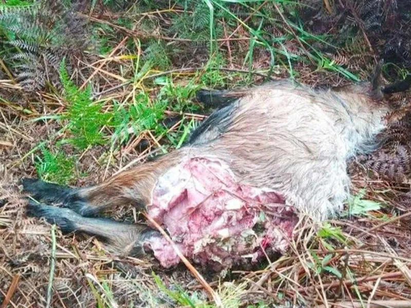 Harimau Mangsa Ternak Warga, BBKSDA Riau Pasang 8 Kamera Trap