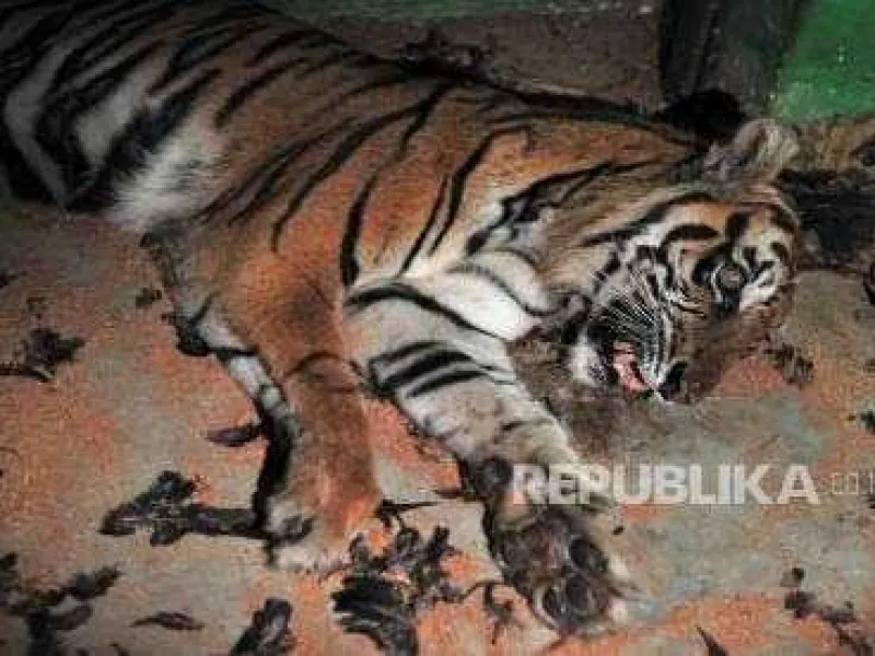 Harimau Masuk Perangkap Kini Tengah Direhabilitasi