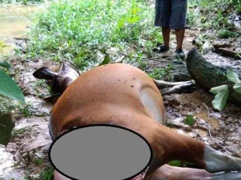 Harimau Sumatera Dicurigai Memangsa Ternak Warga