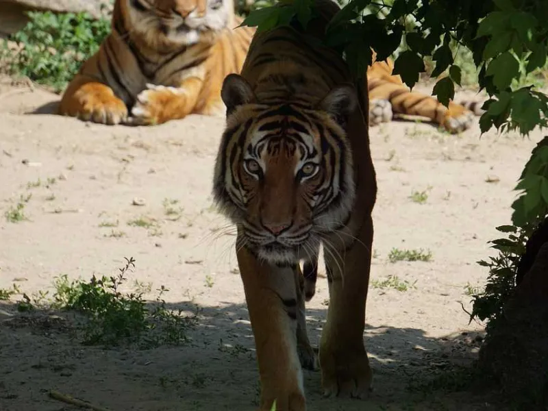 Harimau Sumatera Kembali Diduga Serang Ternak Warga
