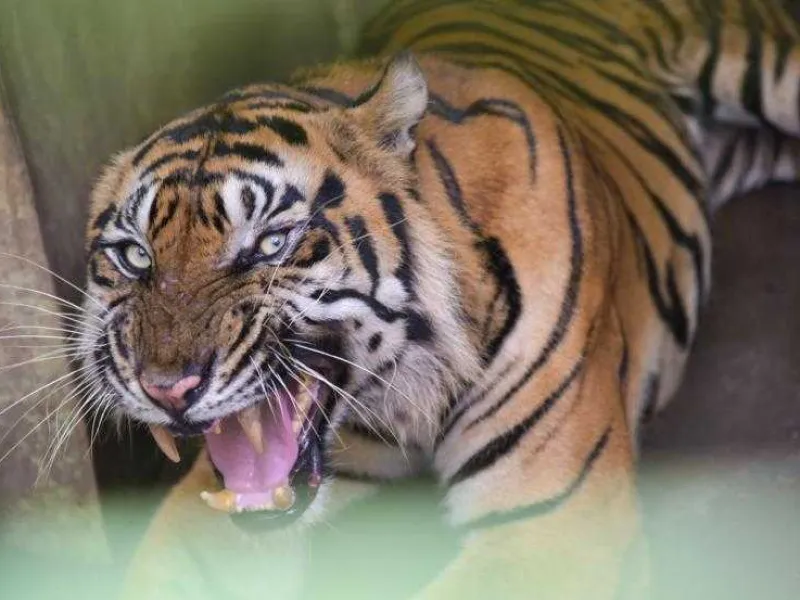Harimau Sumatera Masuk Perangkap BKSDA Aceh