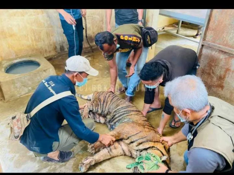 Harimau Sumatera Masuk Perangkap, pada Tubuhnya Ditemukan Banyak Luka