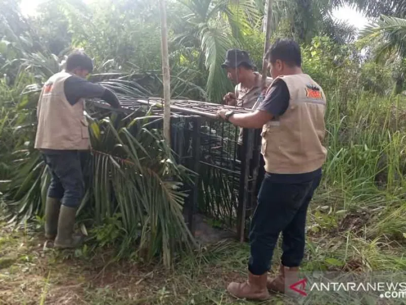 Harimau Sumatera Masuk Permukiman, BKSDA Pasang Kandang Jebak
