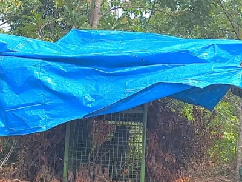 Harimau yang Masuk Kandang Jebak di Lampung akan Direlokasi