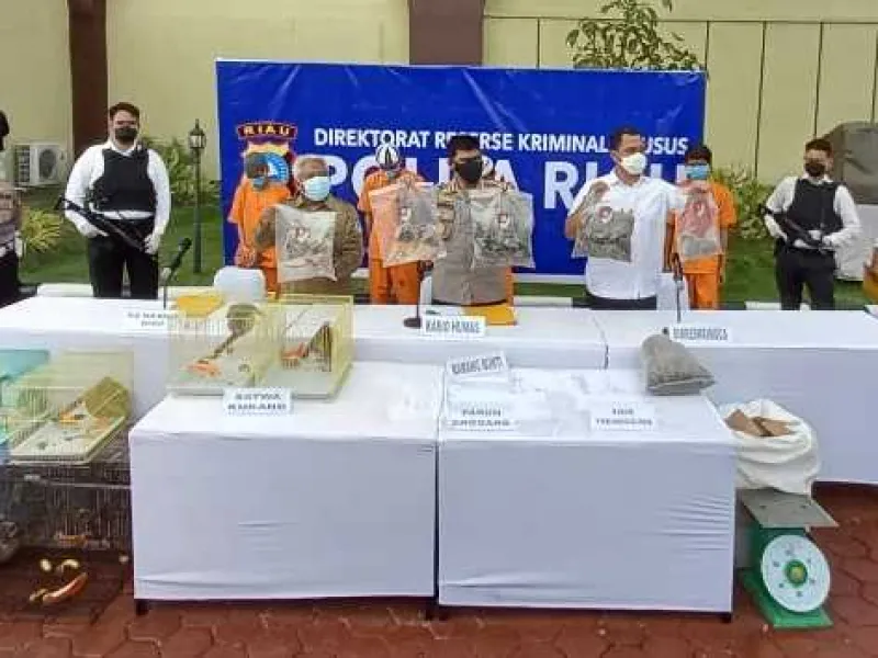 Featured image for Hendak Menjual 15 Kilogram Sisik Trenggiling, 2 Pria Dibekuk Polisi di Riau