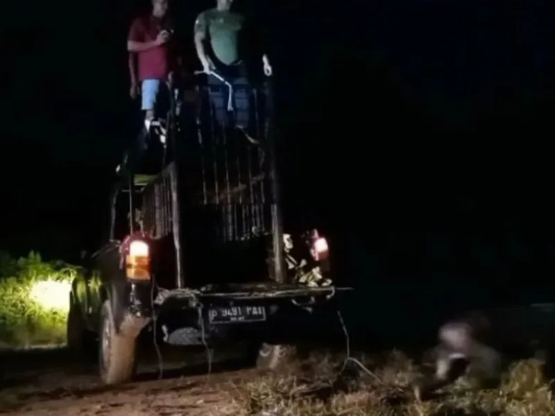 Hilang Habitat, Konflik Beruang dan Manusia Kembali Terjadi