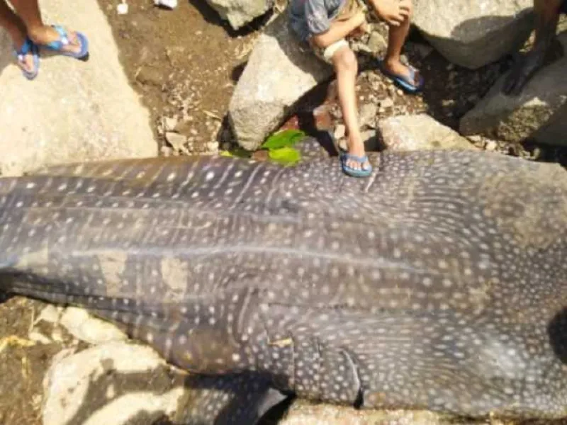 Hiu Paus Terdampar di Pantai Kuari, Siripnya dalam Kondisi Terpotong
