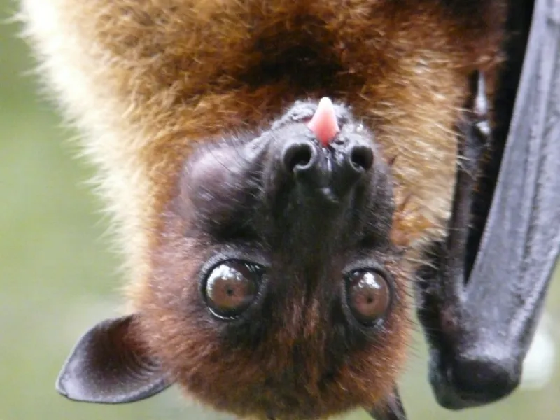 Hutan Hilang, Penyakit Datang: Hubungan Deforestasi dan Zoonosis