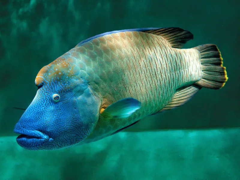 Ikan Napoleon, Sang Top Predator yang Bisa Berubah Jenis Kelaminnya