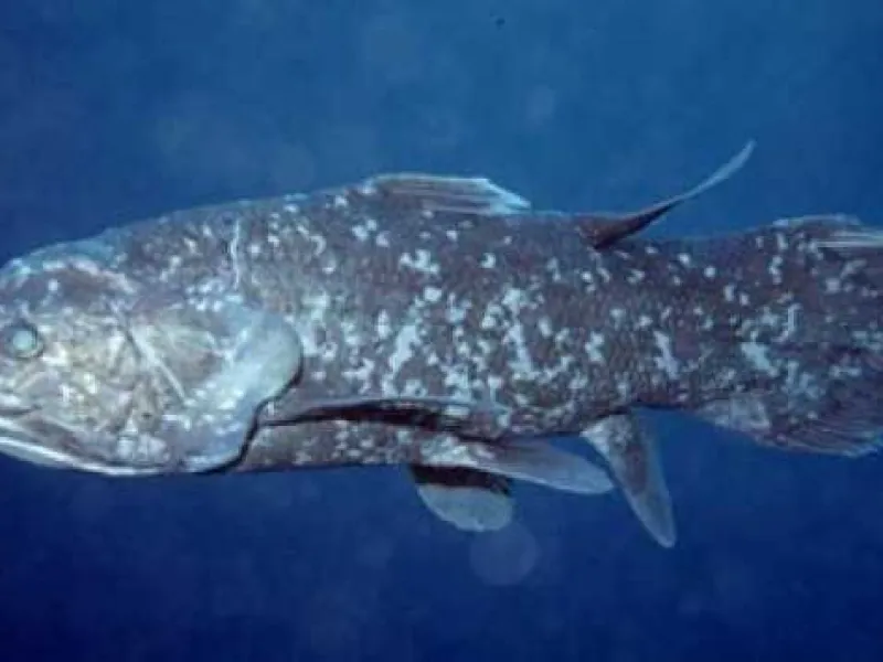 Featured image for Ikan Raja Laut, Spesies Ikan Purba yang Sempat Dinyatakan Punah