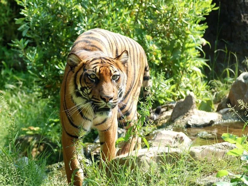 Indra Kembali ke Habitat Usai Dievakuasi di Aceh Timur