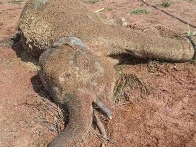 Infeksi dan Dehidrasi, Seekor Gajah Betina Mati di PALI