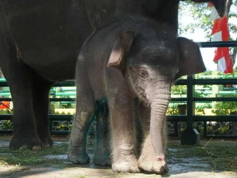 Ini Hasil Diagnosa Anak Gajah Sumatera yang Mati di KBS