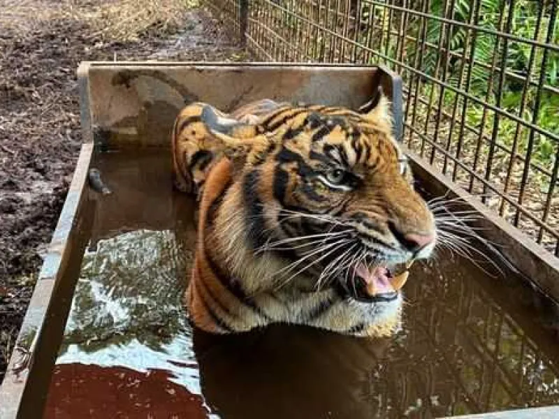 Jadi Korban Jerat, Harimau Corina Akhirnya Dilepasliarkan