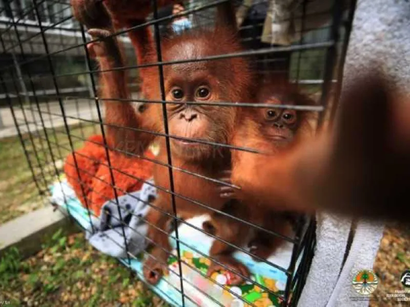 Jadi Korban Perdagangan, Sepasang Orang Utan Alami Stres dan Cacingan