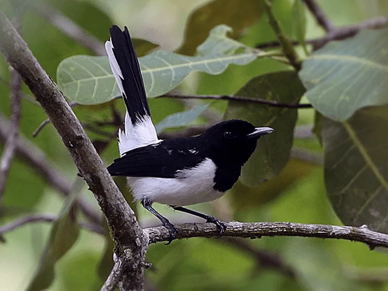 Featured image for Jangan Tangkap Apalagi Pelihara 5 Jenis Burung Kehicap Dilindungi