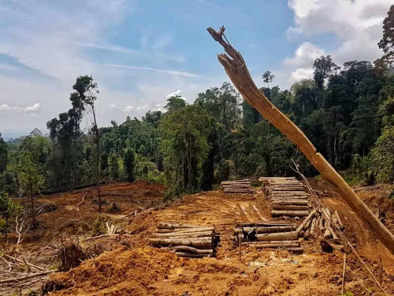Jasa Hutan yang Sering Terlupakan