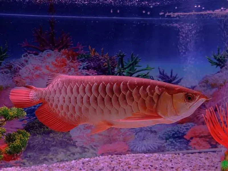Jenis Ikan Arwana yang Tidak Boleh Dipelihara