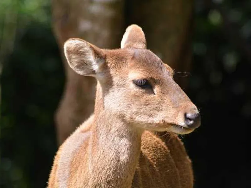 Featured image for Jenis Rusa dan Kijang Langka yang Hidup di Indonesia