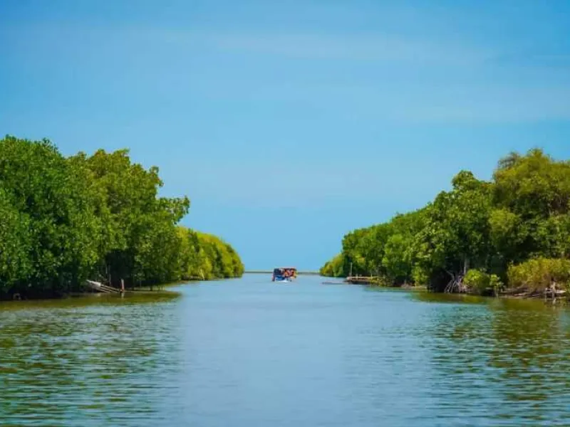 Jika Mangrove Rusak, Ini yang Akan Terjadi!