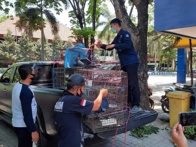 Jual Beragam Burung Dilindungi, 2 Terdakwa Divonis 6 Bulan Penjara